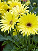 GERBERA JAMESONII REVOLUTION YELLOW