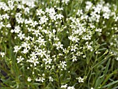 GYPSOPHILA FASTIGIATA SILVERSTAR