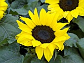 HELIANTHUS ANNUUS CHOCO SUN