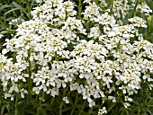 IBERIS SEMPERVIRENS CANDYCANE WHITE