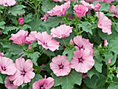 LAVATERA TRIMESTIS TWINS HOT PINK