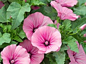 LAVATERA TRIMESTRIS TWINS HOT PINK