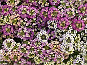 LOBULARIA MARITIMA ALLURE PASTEL MIX