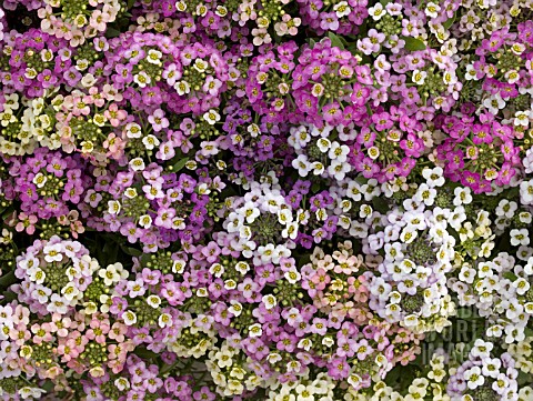 LOBULARIA_MARITIMA_ALLURE_PASTEL_MIX