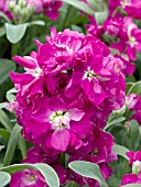 MATTHIOLA INCANA SUGAR AND SPICE ROSE