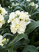 MATTHIOLA INCANA SUGAR AND SPICE YELLOW