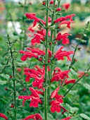 SALVIA ROEMERIANA HOT TRUMPETS