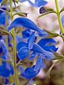 SALVIA PATIO DEEP BLUE