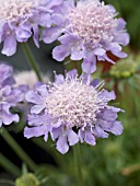 SCABIOSA JAPONICA VAR. ALPINA BLUE DIAMONDS