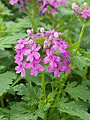 VERBENA CANADENSIS TORONTO LILAC ROSE