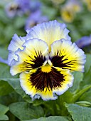 VIOLA WITTROCKIANA FRIZZLE SIZZLE YELLOW BLUE SWIRL