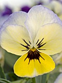 VIOLA CORNUTA SKIPPY ICEBIRD