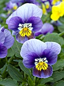 VIOLA CORNUTA SKIPPY LAVENDER BRIGHT EYE