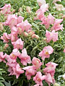 ANTIRRHINUM FROSTED DAWN