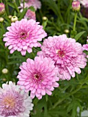 ARGYRANTHEMUM FRUTESCENS SUMMER DROPS