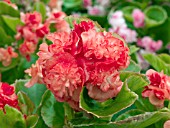 BEGONIA GUMDROP MANDARIN