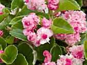 BEGONIA SEMPERFLORENS GUMDROP ROSE