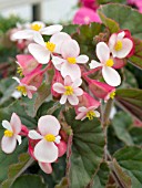 BEGONIA IKON