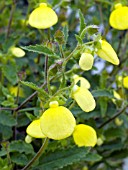 CALCEOLARIA GOLD PURSE