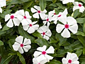 CATHARANTHUS ROSEUS SERPENTINE PEPPERMINT