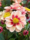 DAHLIA AMAZON TERRACOTTA