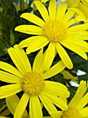 EURYOPS SONNENSCHEIN