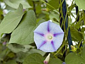 IPOMOEA BLUE STAR