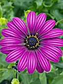 OSTEOSPERMUM PINWHEEL PURPLE