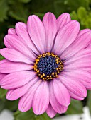 OSTEOSPERMUM PINWHEEL ROSE