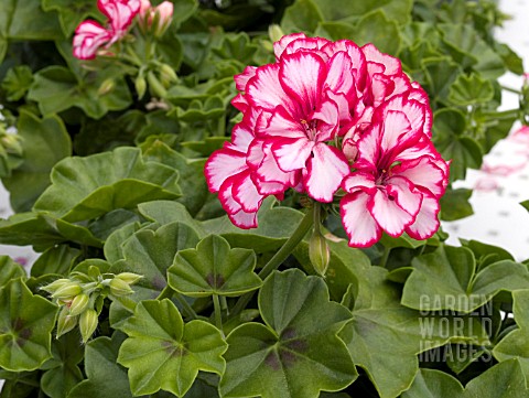 PELARGONIUM_PELTATUM_LOLLIPOP_RED