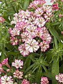 PHLOX HYBRIDA PEPPERMINT CANDY