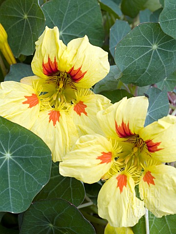 TROPAEOLUM_MAJUS