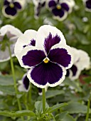 VIOLA WITTROCKIANA RIPPLING WATERS