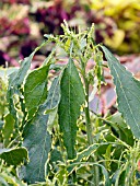 ACALYPHA WILKESIANA VARIEGATA