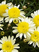 ARGYRANTHEMUM FRUTESCENS BUTTERFLY