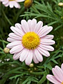 ARGYRANTHEMUM FRUTESCENS COMET PINK