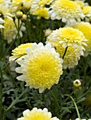 ARGYRANTHEMUM FRUTESCENS COURTYARD BUTTERCREAM