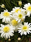 ARGYRANTHEMUM FRUTESCENS LARITA LIME