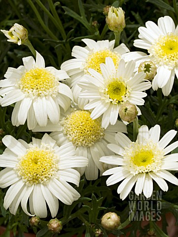 ARGYRANTHEMUM_FRUTESCENS_LARITA_LIME