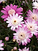 ARGYRANTHEMUM FRUTESCENS MADEIRA CRESTED PINK