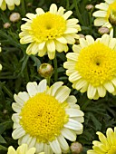 ARGYRANTHEMUM FRUTESCENS MADEIRA CRESTED YELLOW