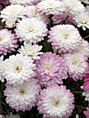 ARGYRANTHEMUM FRUTESCENS MADEIRA DOUBLE BLUSH