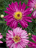 ARGYRANTHEMUM FRUTESCENS MADEIRA VIOLET