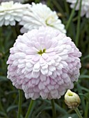 ARGYRANTHEMUM FRUTESCENS MOLIMBA FIRST BLUSH