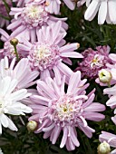 ARGYRANTHEMUM FRUTESCENS MOLIMBA HELIO DOUBLE PINK