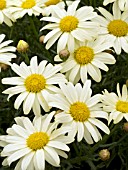 ARGYRANTHEMUM FRUTESCENS MOLIMBA MINI YELLOW