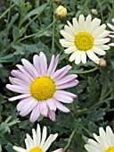 ARGYRANTHEMUM FRUTESCENS MOONBERRY