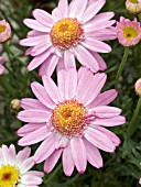 ARGYRANTHEMUM FRUTESCENS ROSARITA