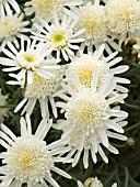 ARGYRANTHEMUM FRUTESCENS SHERE MONROE LEMON