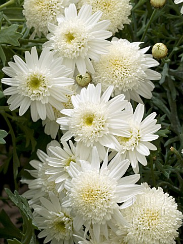 ARGYRANTHEMUM_FRUTESCENS_SHERE_MONROE_PRIMROSE